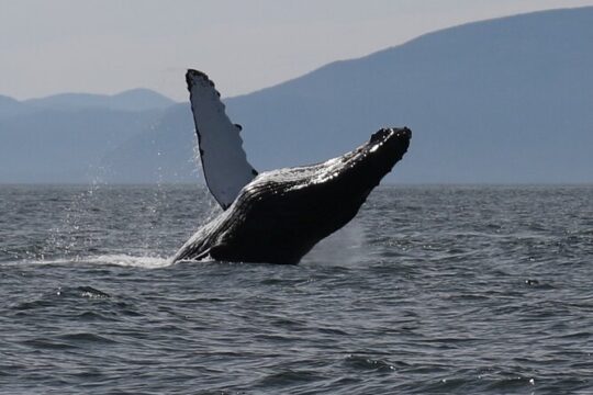 Wildlife Photo Tour Ketchikan Luxury Boat Expedition