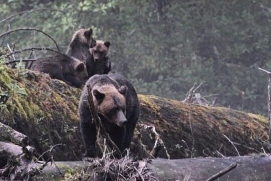2 Hour Wildlife and Historical Tour