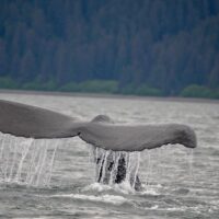 Holiday & Seasonal Tours