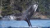Fantastic whale watching experience!