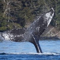 Boat Tours