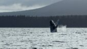 Best Wildlife Tour in Alaska!