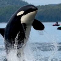 Waterskiing & Jetskiing