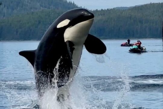 Juneau Private Jetski Adventure