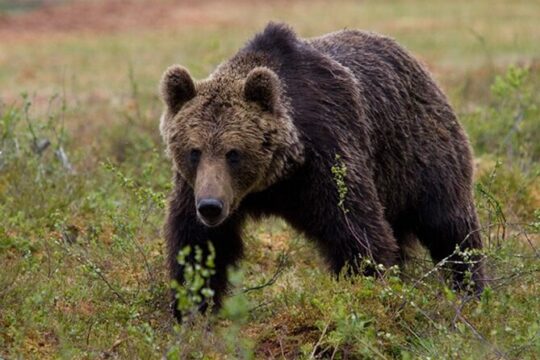 Exclusive Locations Bear Viewing