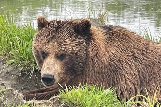 Anchorage Glacier And Wildlife Tour