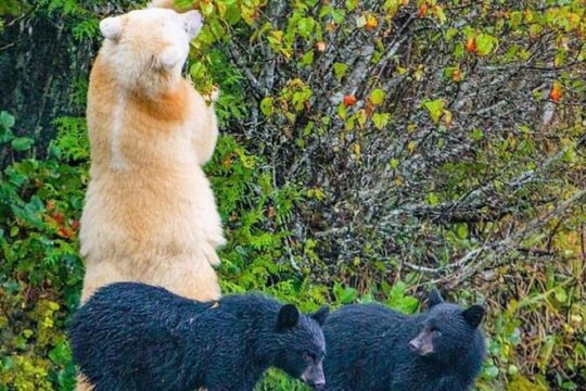 2 hr Private Custom Tour of Ketchikan (4 people) Wildlife + More