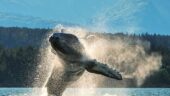 Epic Alaskan Adventure