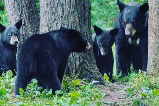 3 Hr Custom Private Tour of Ketchikan Wildlife, Hiking and More