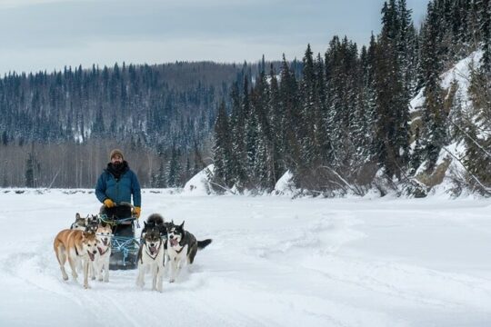 Large Groups for Mushing Activity