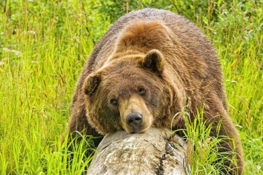 Whittier to Anchorage Wildlife Extravaganza
