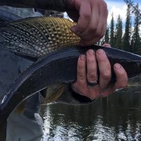 Jet Boats & Speed Boats