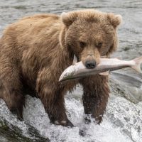 Family-friendly Shows