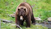 Great way to see bears