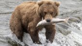 Perfect introduction to Alaska
