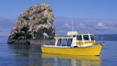 Homer Bird Tour