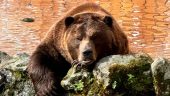 New to Sitka