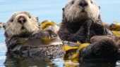 Orca, sea otters and puffins!