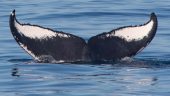 Best Tour in Sitka